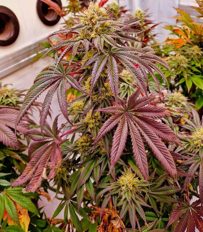 Семена сорта   Pellezino Cookies fem (Original Sensible Seeds) 