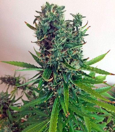 Семена сорта   White Widow XXL Autoflowering fem (Dinafem Seeds) 