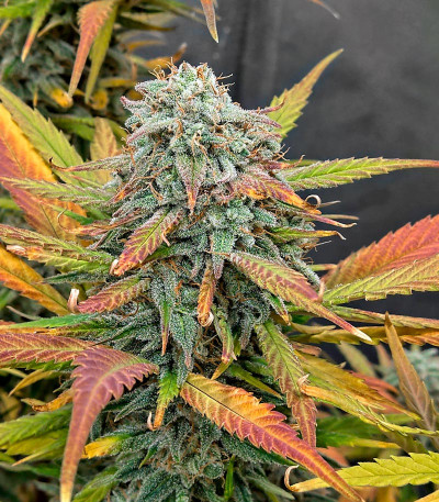 Семена сорта   Locomotive fem (Bulk Seed Bank) 