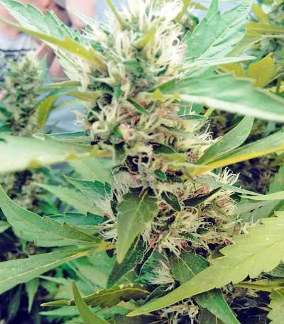 Семена сорта   Moby Dick #2 fem (Dinafem Seeds) 