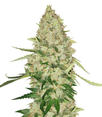 Семена сорта   Lemon Citron fem (Humboldt Seeds) 