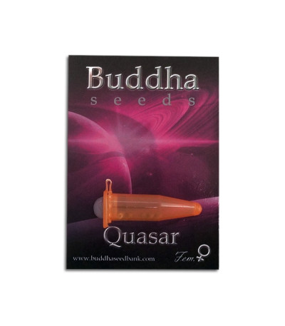 Семена сорта   Buddha Quasar fem (Buddha Seeds) 