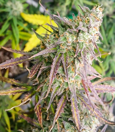 Семена сорта   Auto Bruce Lemon Diesel fem (Dutch Passion) 