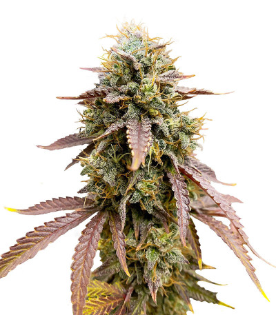 Семена сорта   Florida Gaspack fem (Humboldt Seeds) 