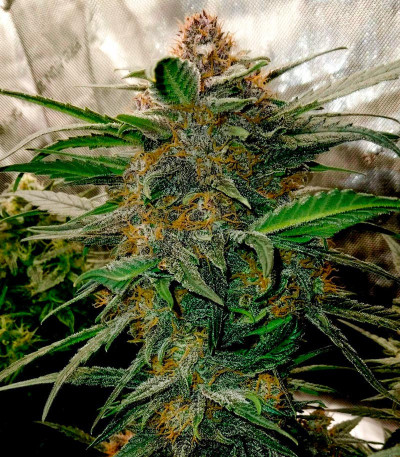 Семена сорта   Lemon Cherry Cookies Auto fem (FastBuds) 