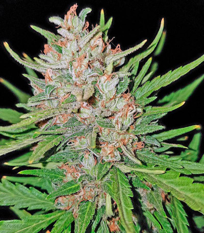 Семена сорта   Blue Kush fem (Dinafem Seeds) 